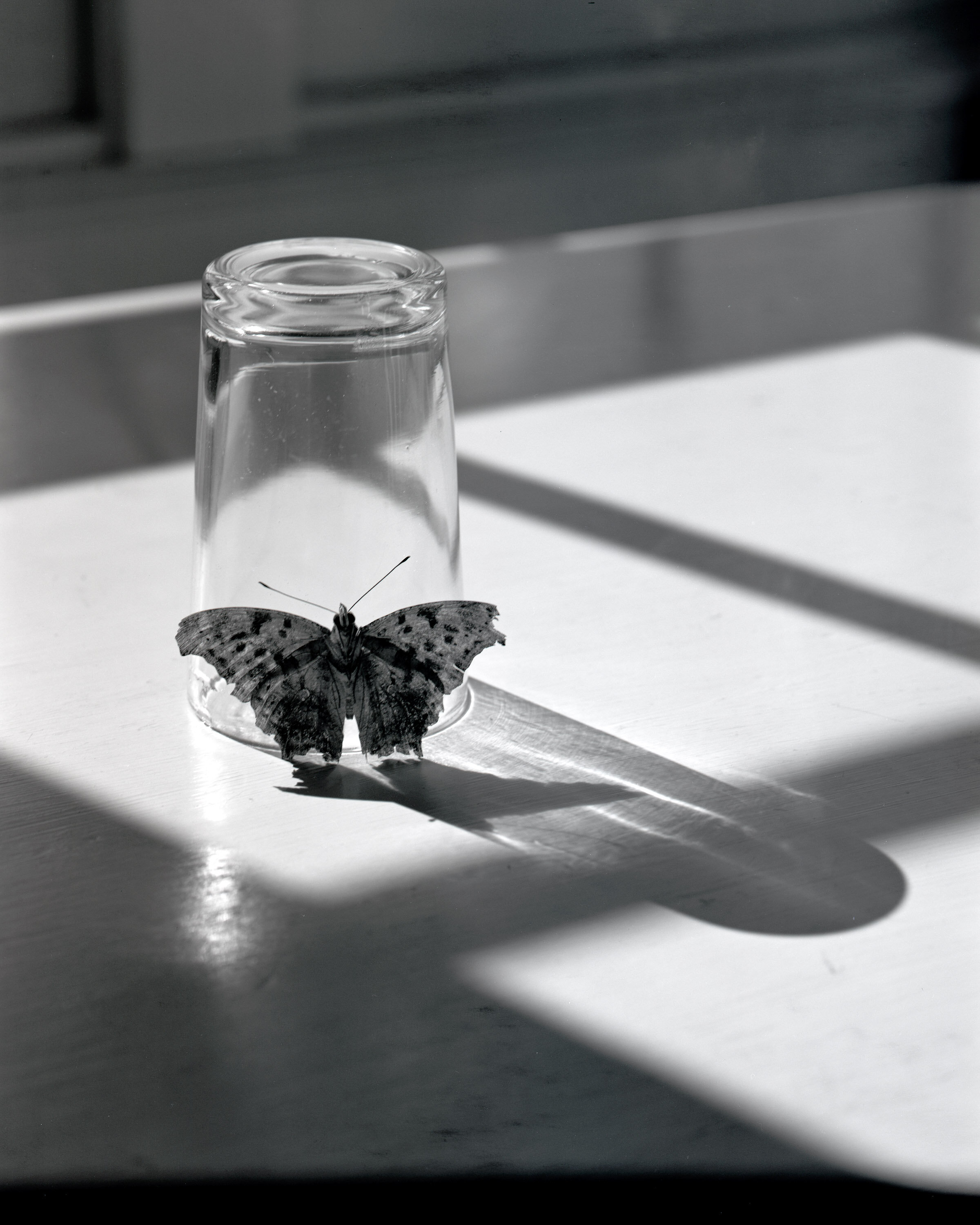 Drinking glass butterfly.jpg