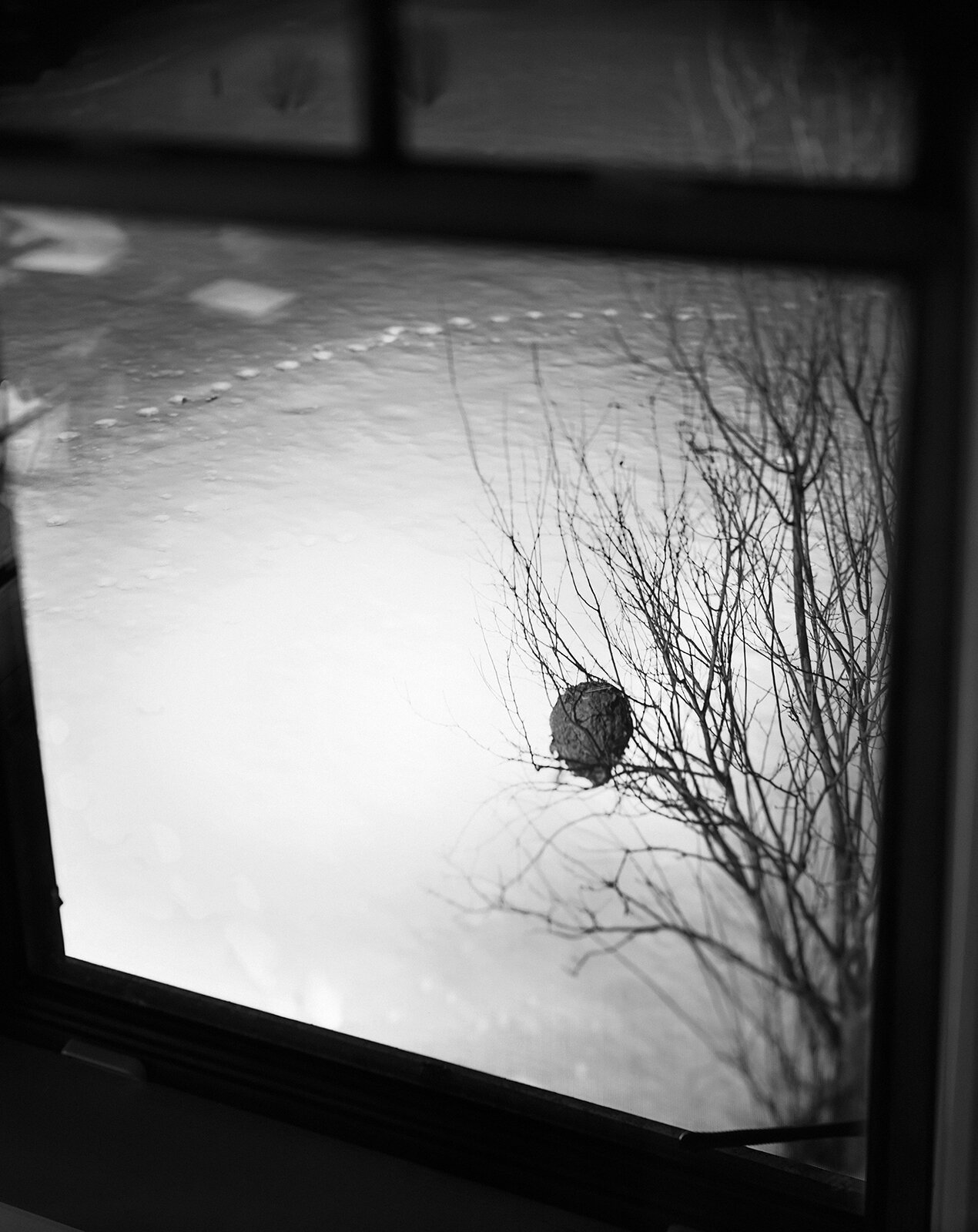 resized-window nest(st.onge).jpg