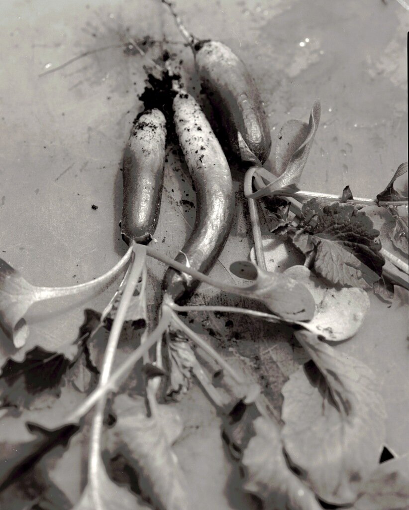 Radishes At Islesford.jpg