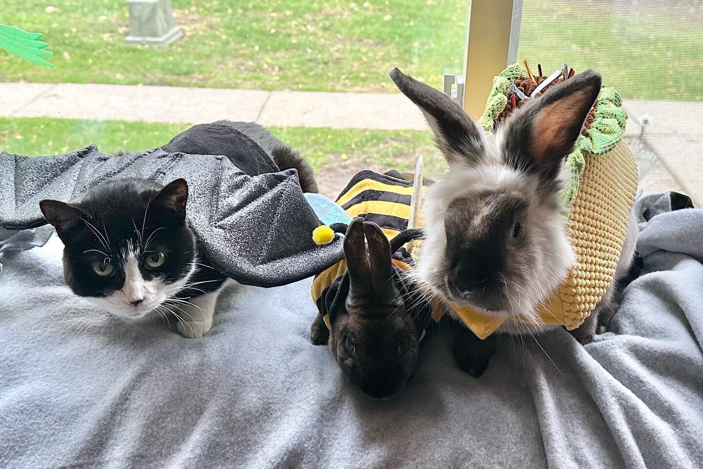 🎃Hoppy Howl-oween! 👻

🌮 Gunther the Taco
🐝P.B the Bee 
🦇Marceline the Vampire Queen 
🧙&zwj;♀️Xena the Witch
🧙 Hanz the Warlock 

💀 ☠️