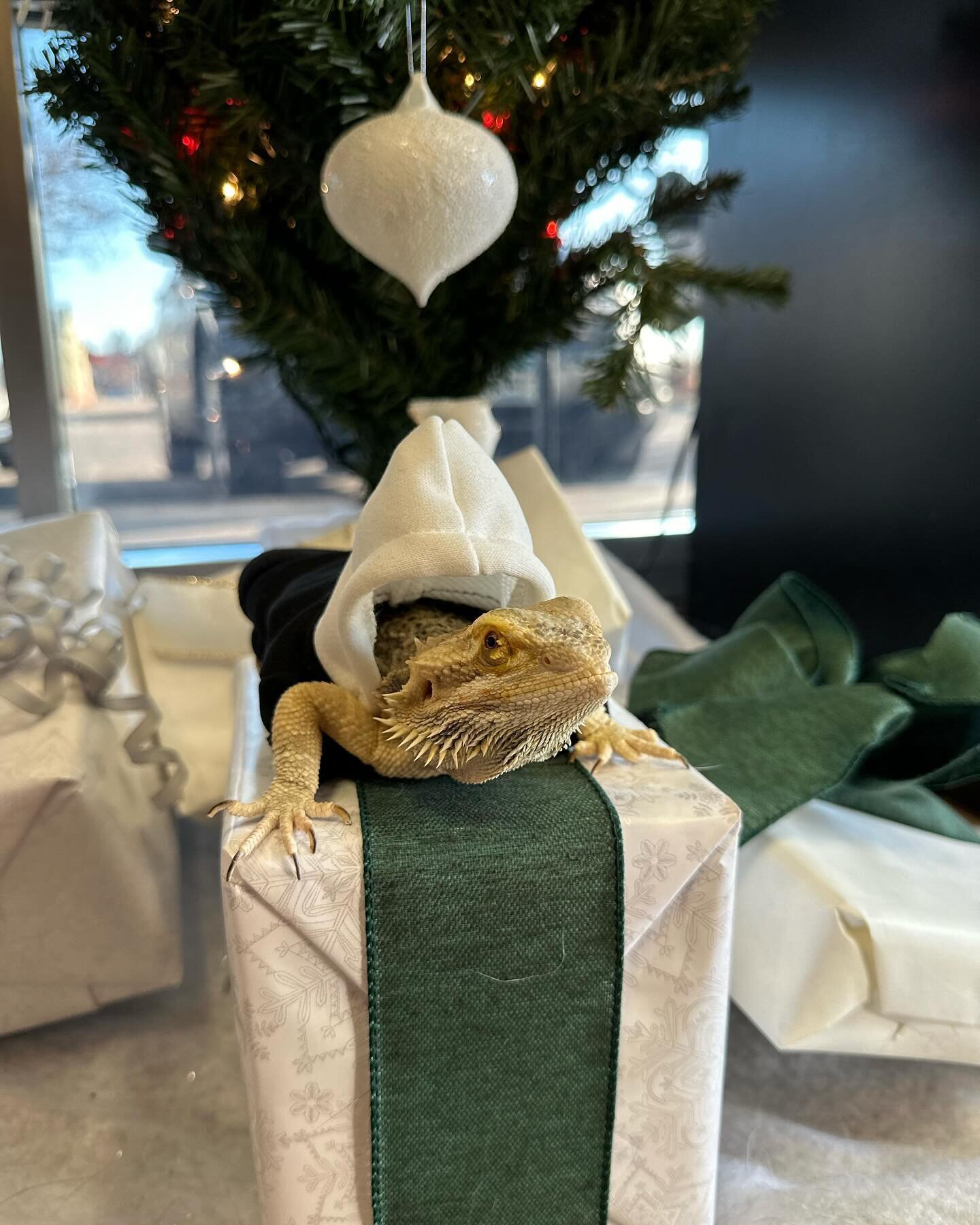 Riven enjoyed wrapping all the gifts this year! 🎁 
#beardiesofinstagram #beardeddragon #merrycrickets