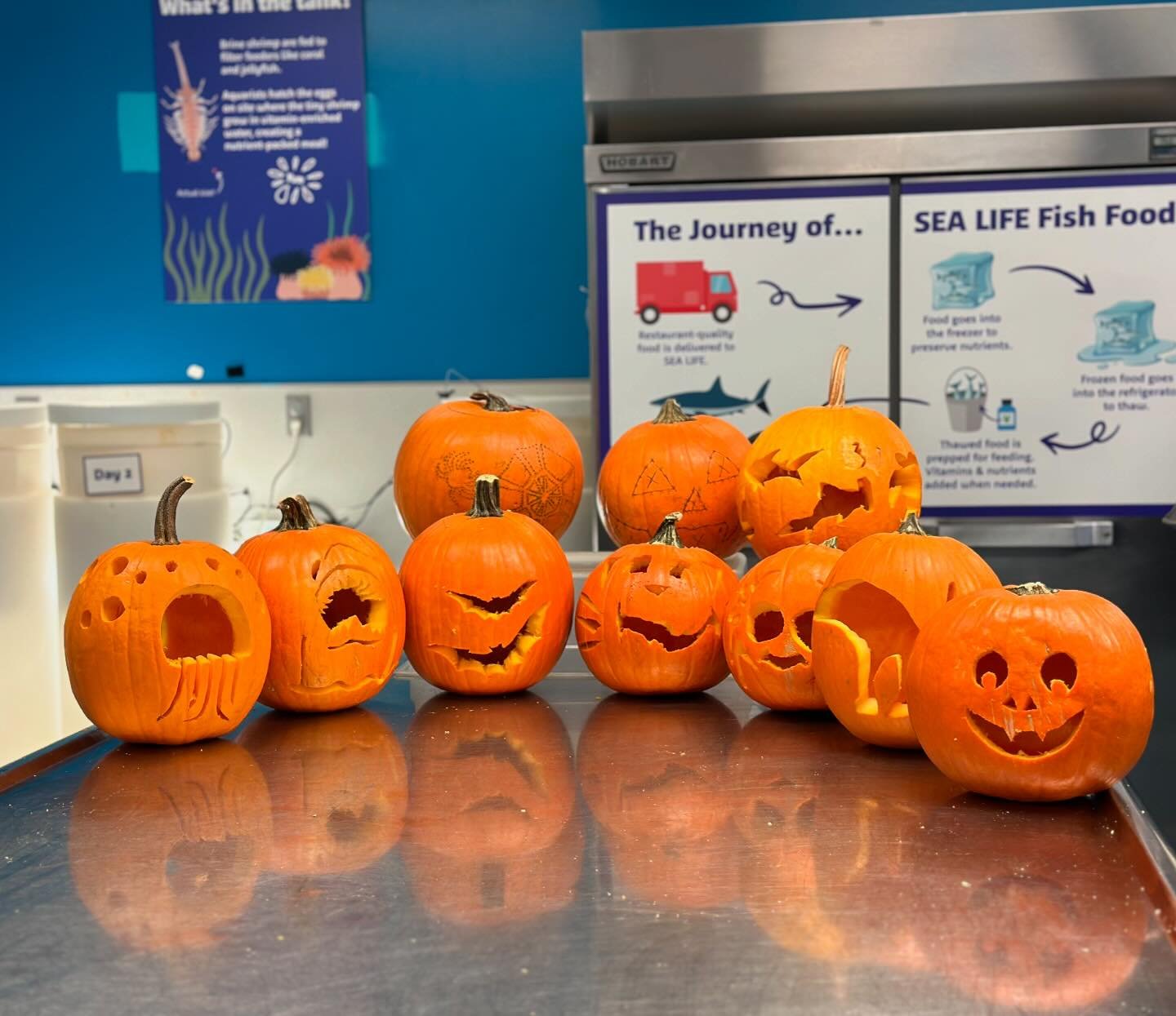 🎃 Spooky Sunday Funday!  Our team carved pumpkins for the tropical fish in Rainbow Reef! 🐠 
#sealifemoa #spookyseason #exoticvetmed