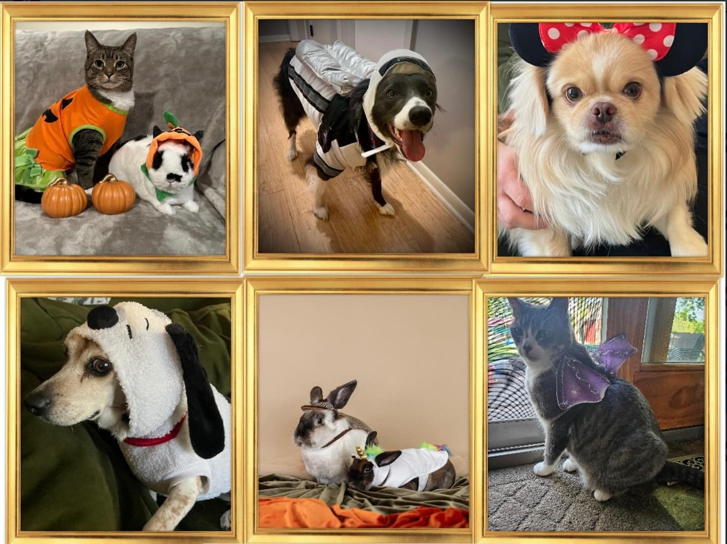 👻 HAPPY HALLOWEEN!!! 🎃 

📸 Featuring staff furbabies:
Xena, Hanz, Birdie, Goomba, Gunther, Princess Bubblegum &amp; Lulu
