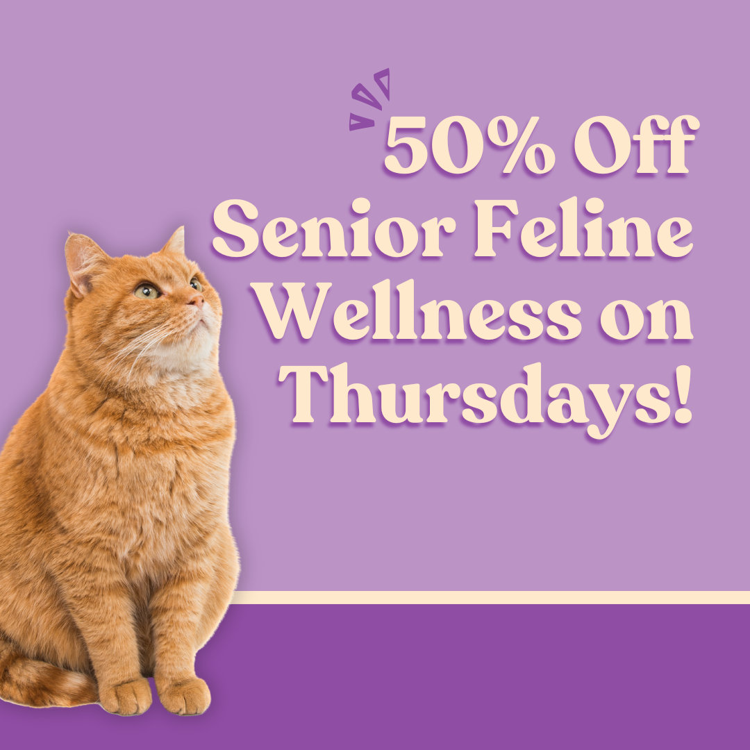 Web_Senior Feline Thursdays_Q3 2026.png