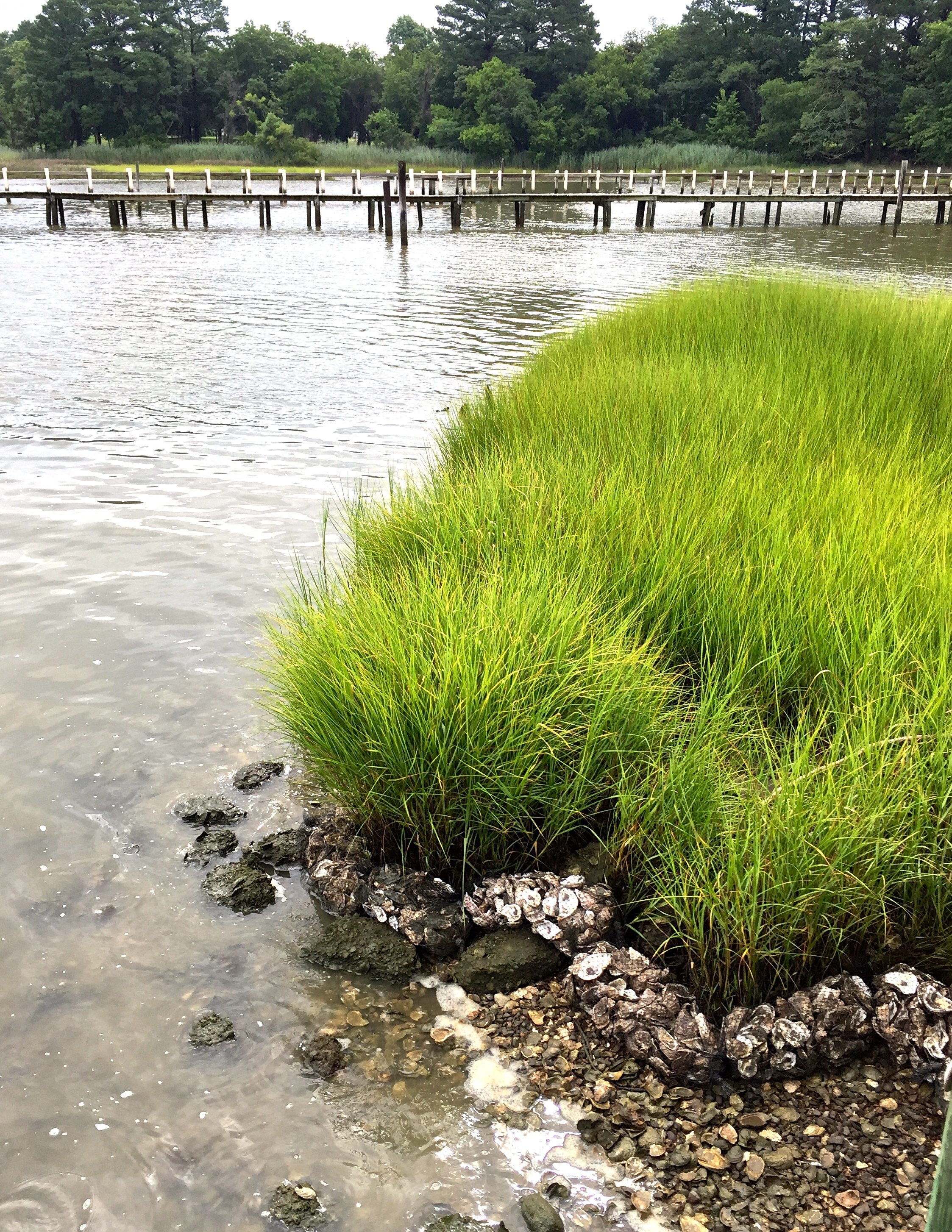 oyster reef and living shoreline .jpg