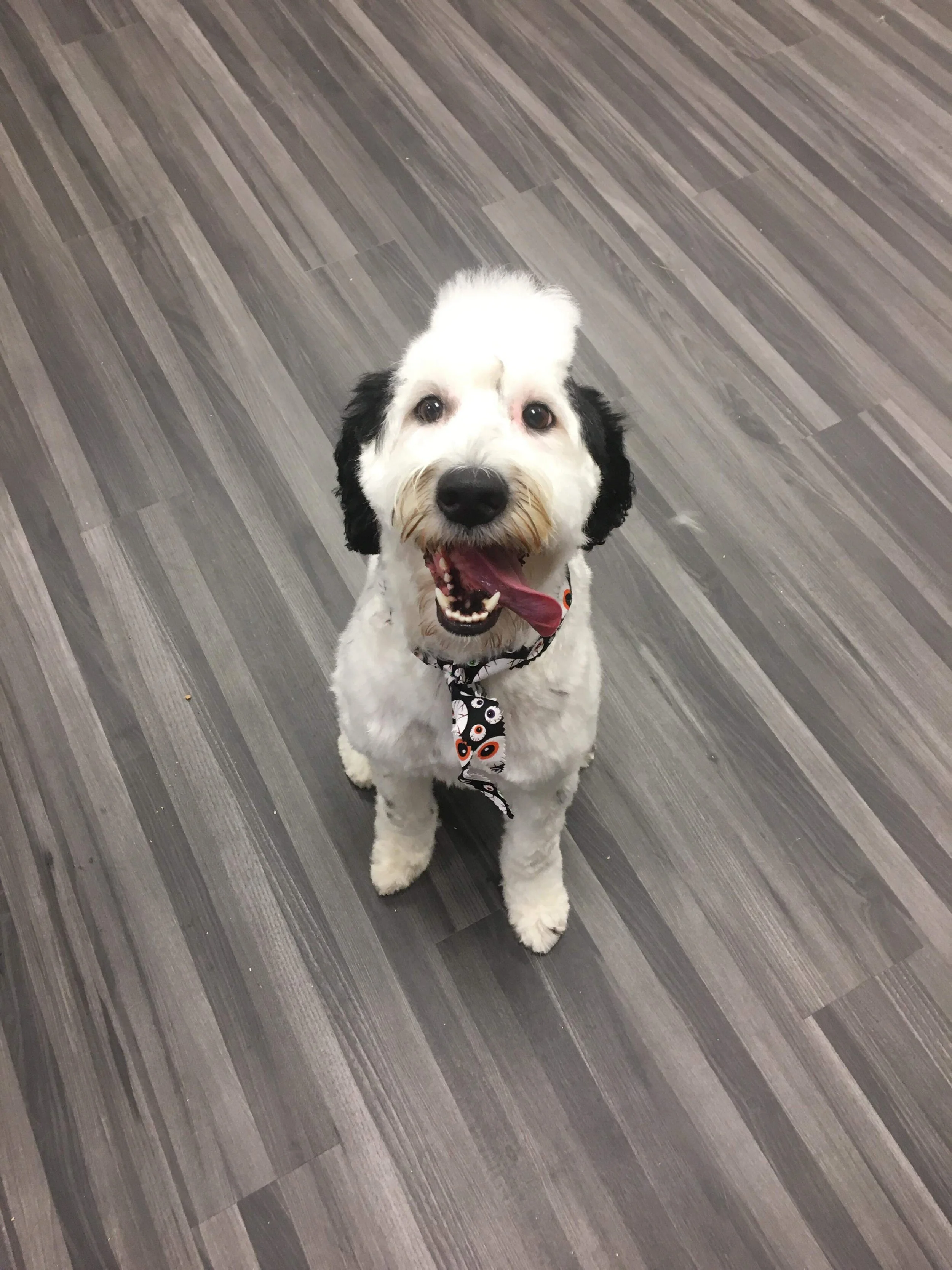 Portuguese Water Dog, Premium Groom (and Mohawk)