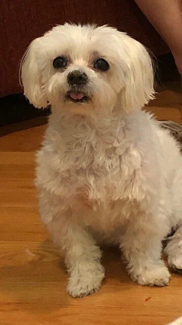 Josie - Josh Ceccarelli 