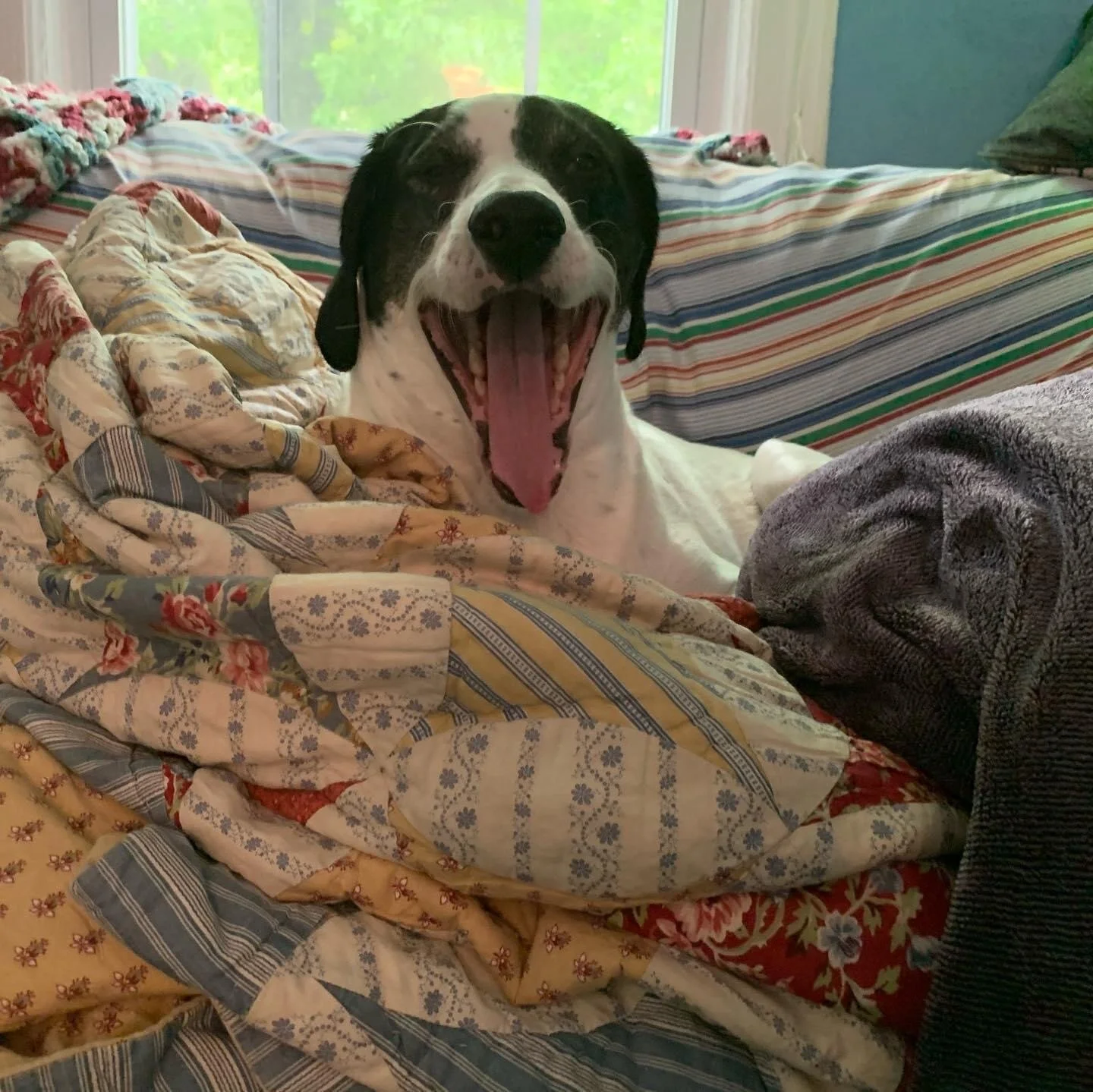 Dave - Franz Gritsch