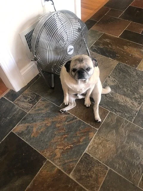 Mort - Jim Occhiogrosso 