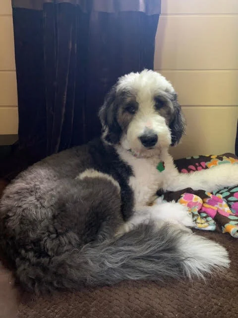 Lola - Paul Schuldiner 