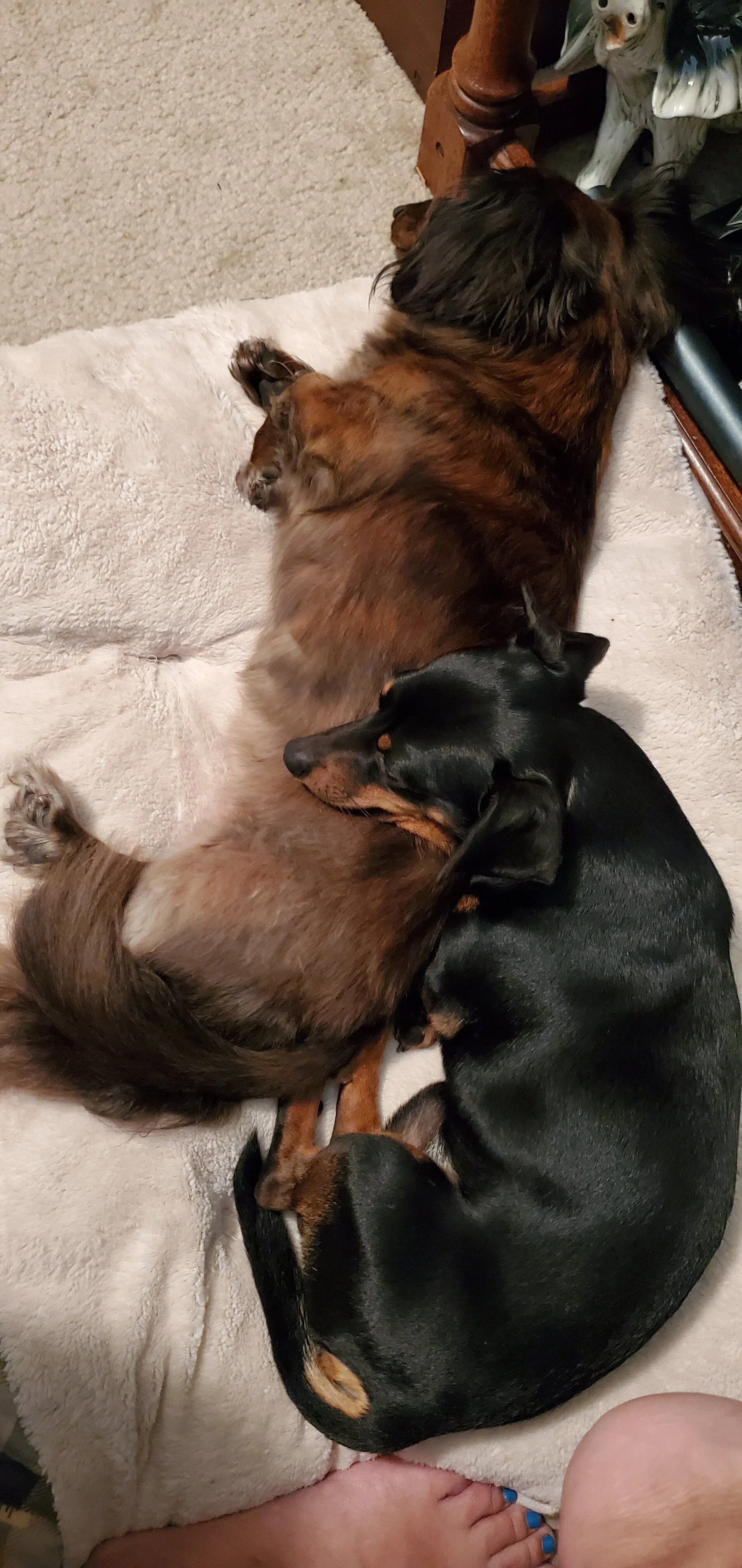 Rocky &amp; Bandit - Julie Hughes 