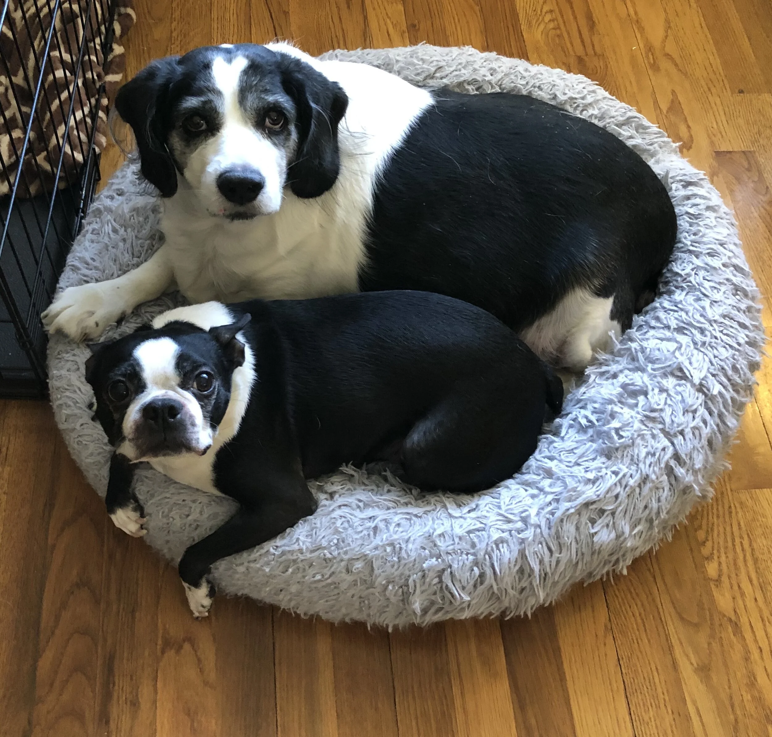 Max &amp; Buddy - Michele Braccelari