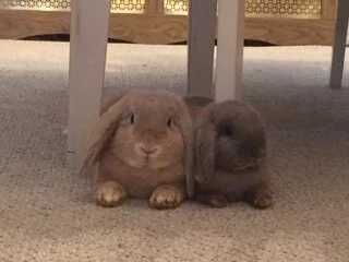 Angel &amp; Marshmallow - Steven Chang