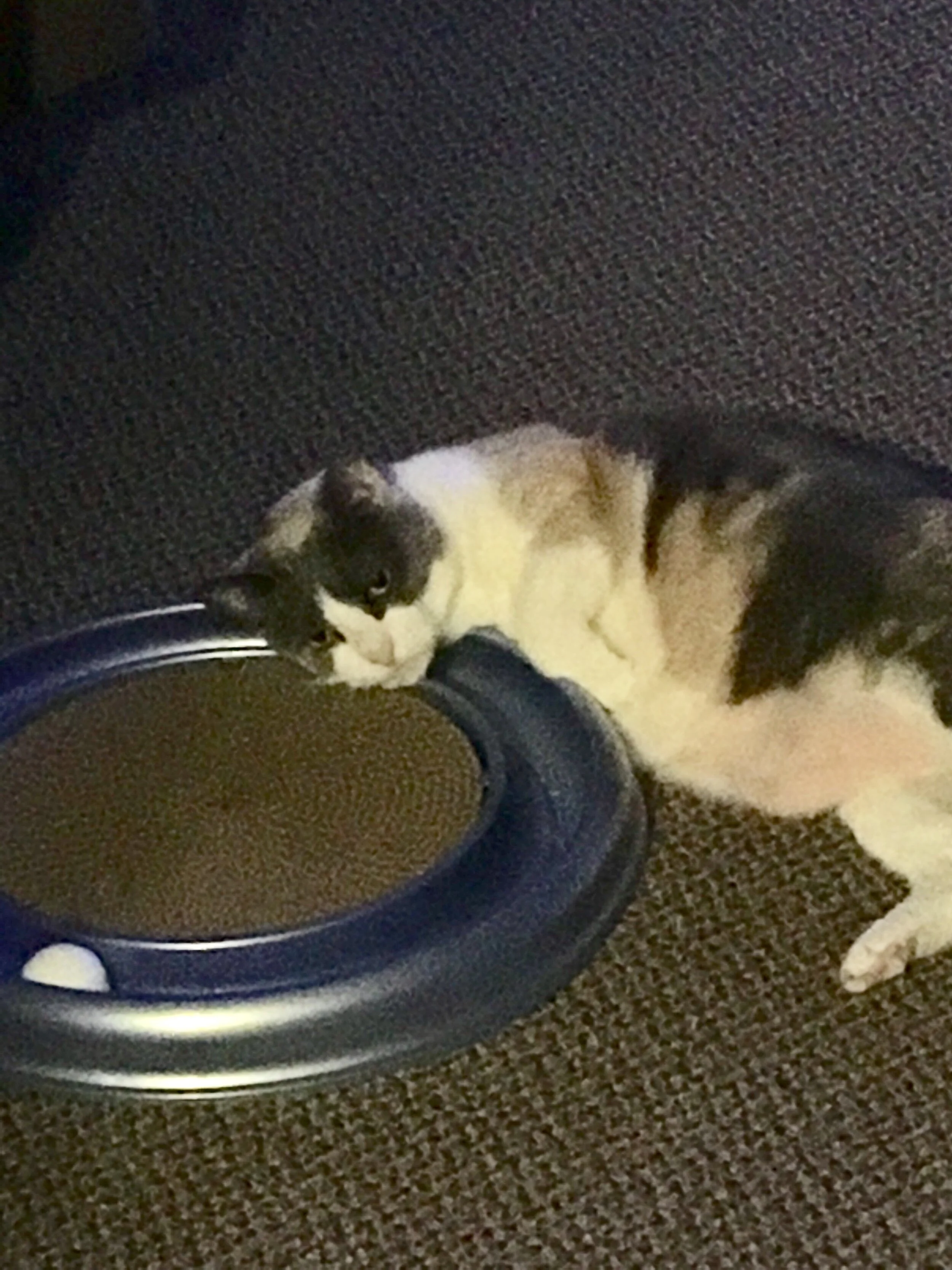 Baby -  Jamie Nicolella