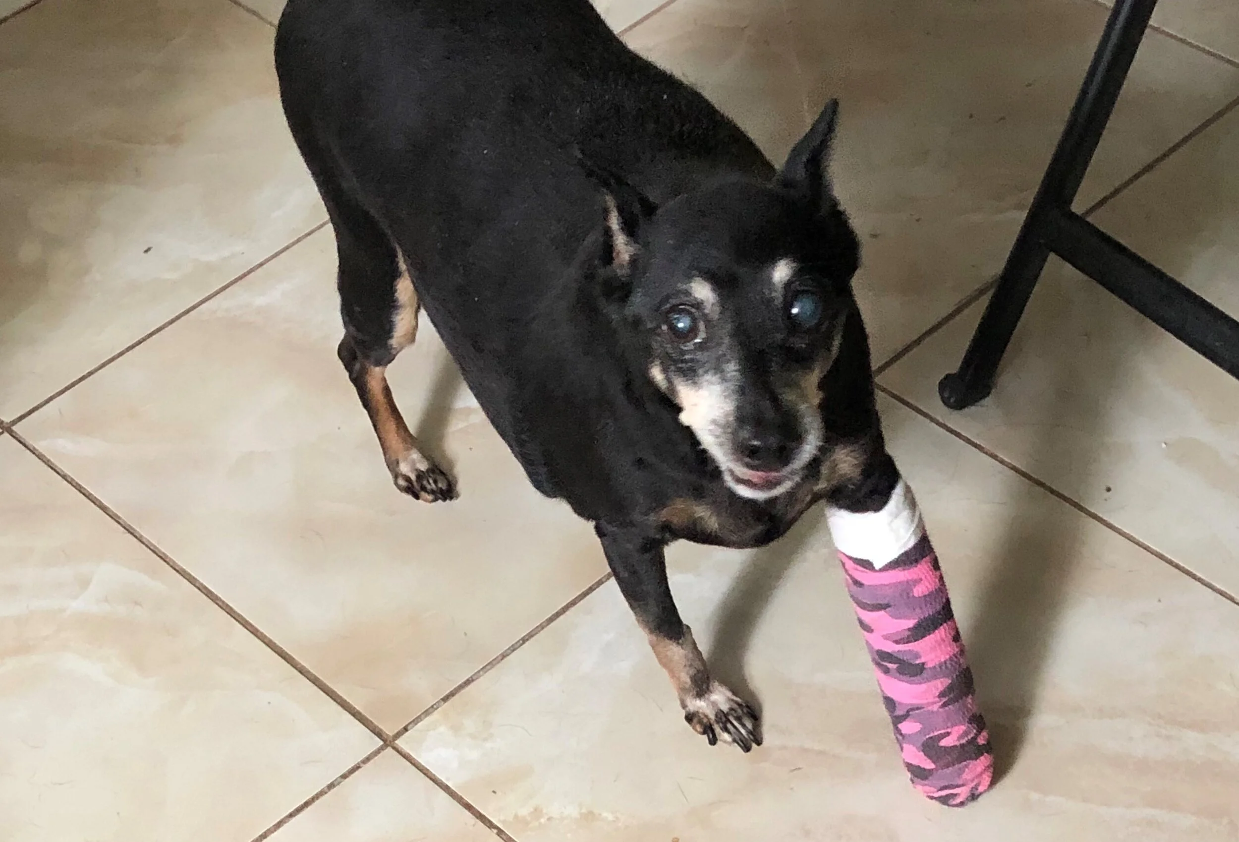 Raisin - Jamie Nicolella