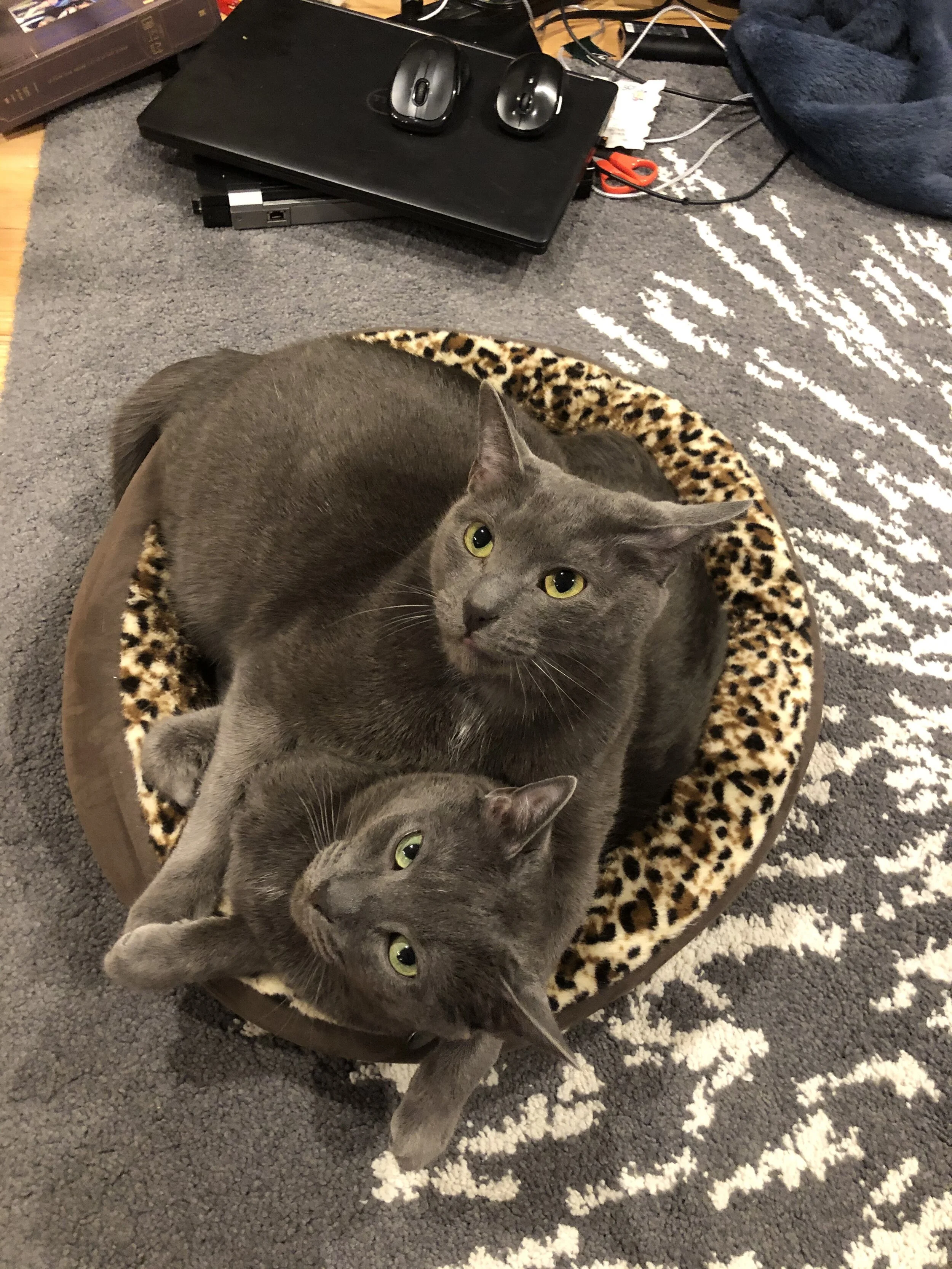 Ferris &amp; Cameron - Ian Brown