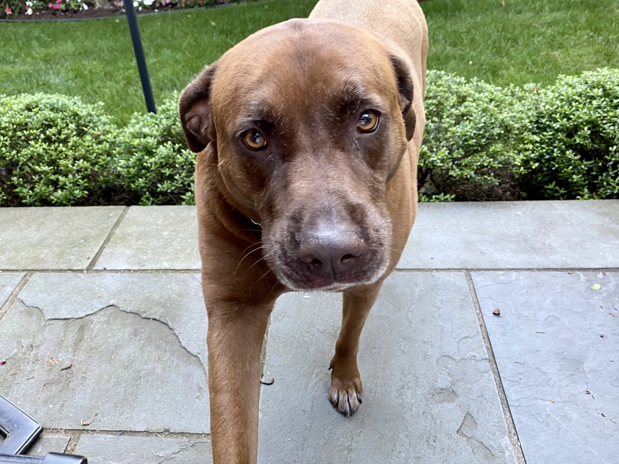 Maggie - Michael Stanley