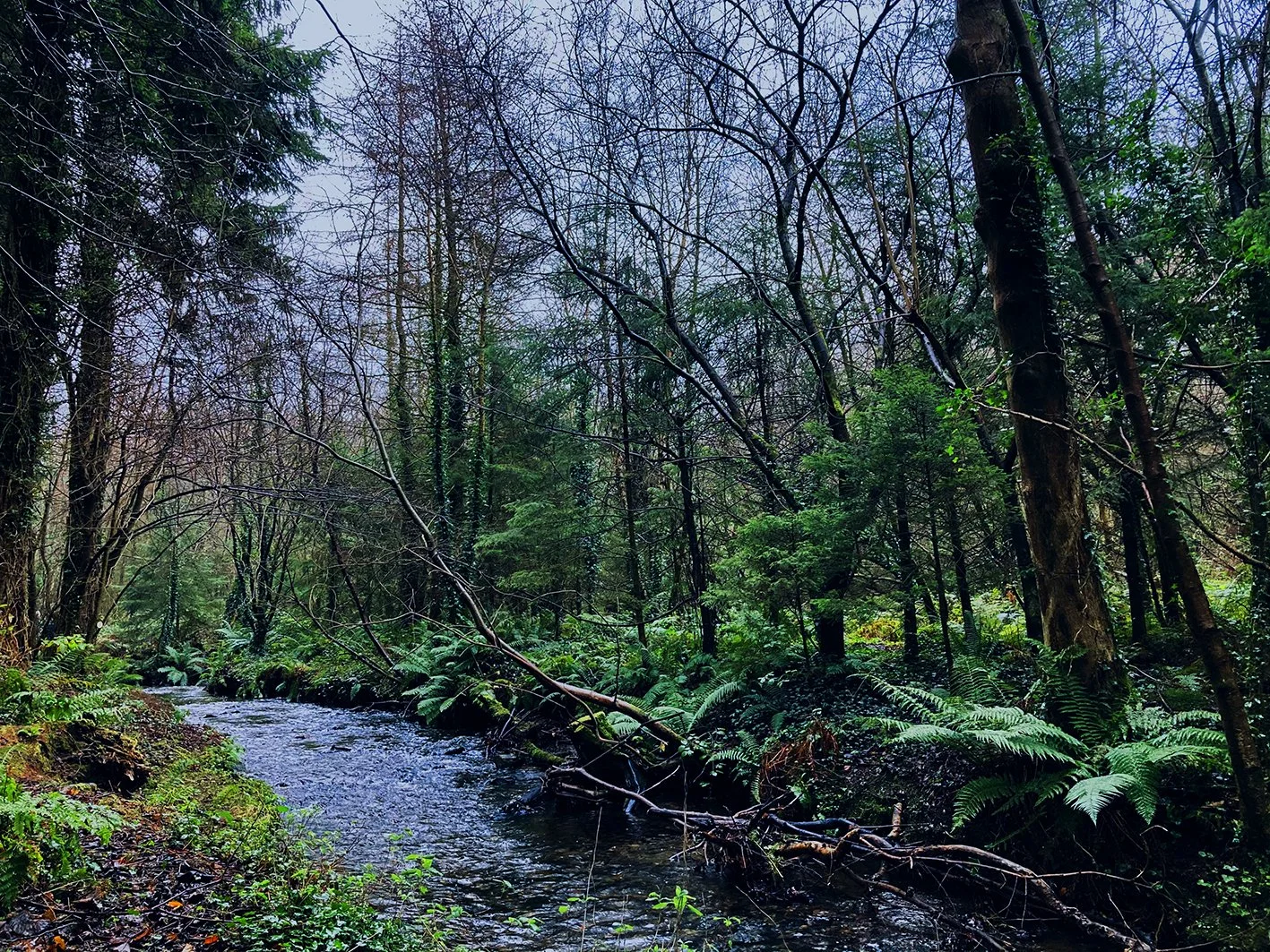 walkofleaf5.jpg