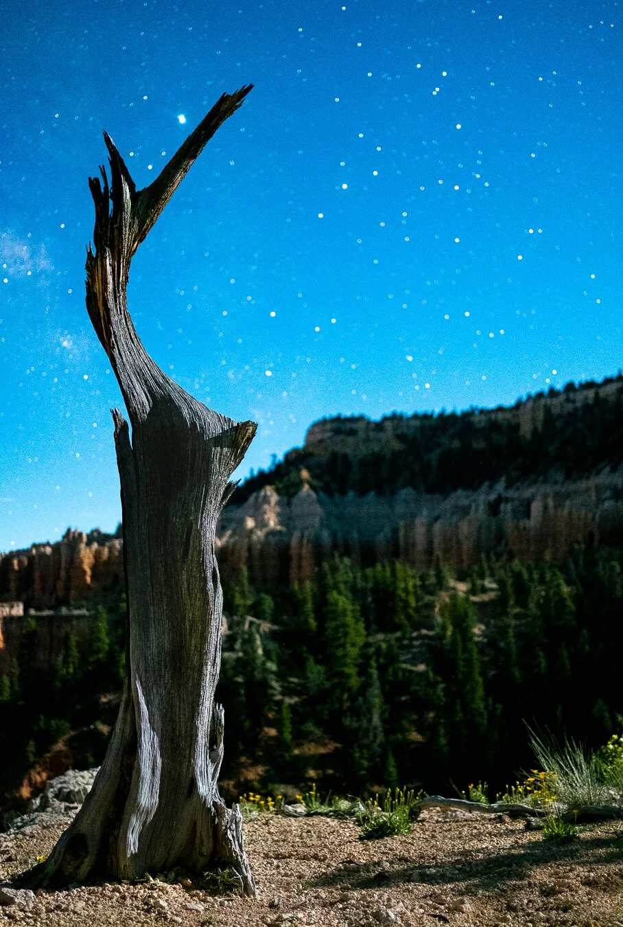 Bryce Fairyland Pont Curved Tree 1-June 12, 2019.jpg