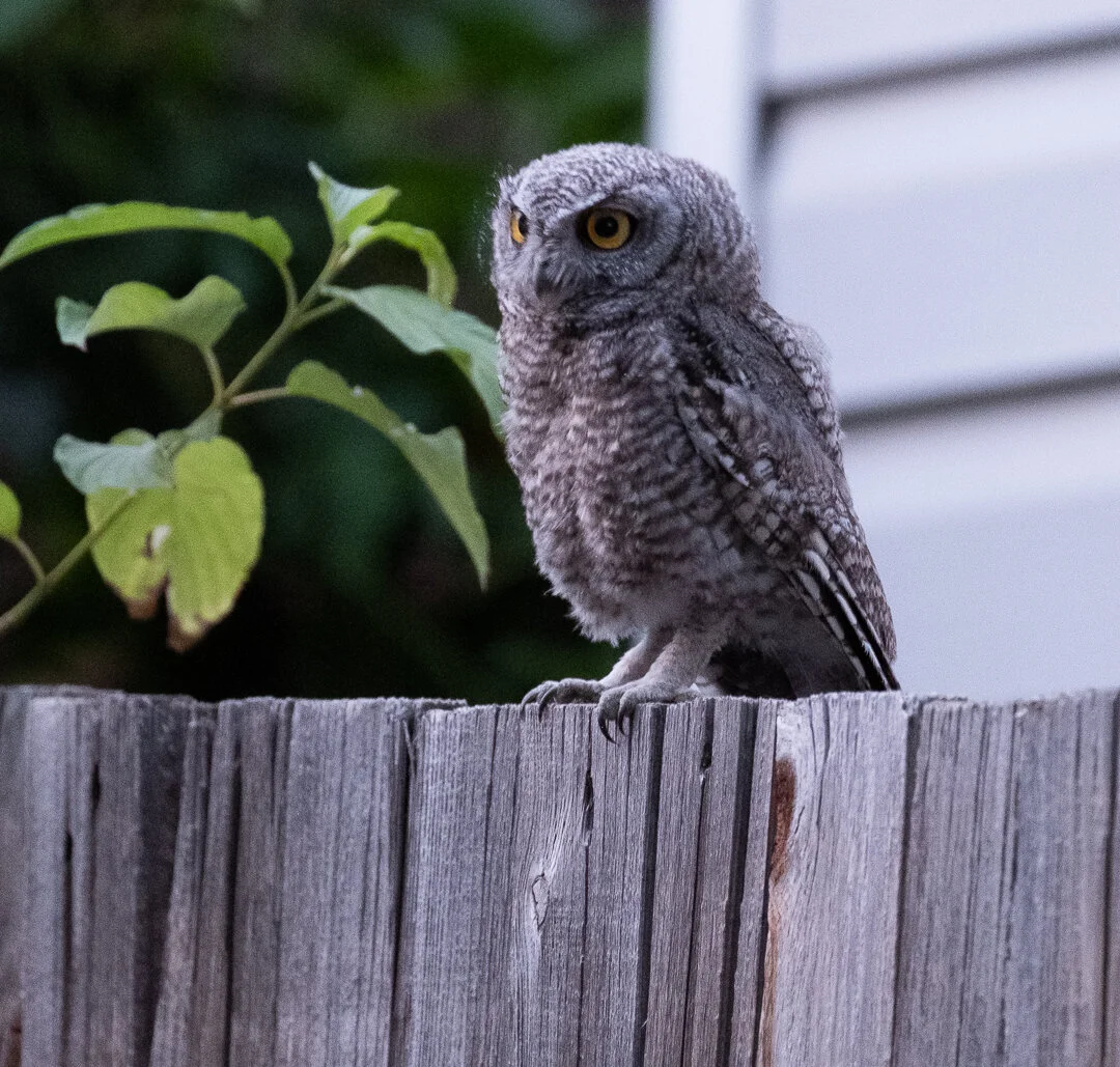 untitled-June 29, 2019-6.jpg