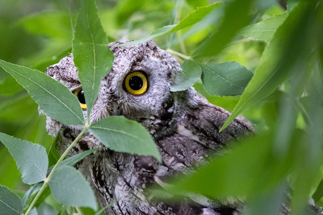 untitled-June 30, 2019-3.jpg