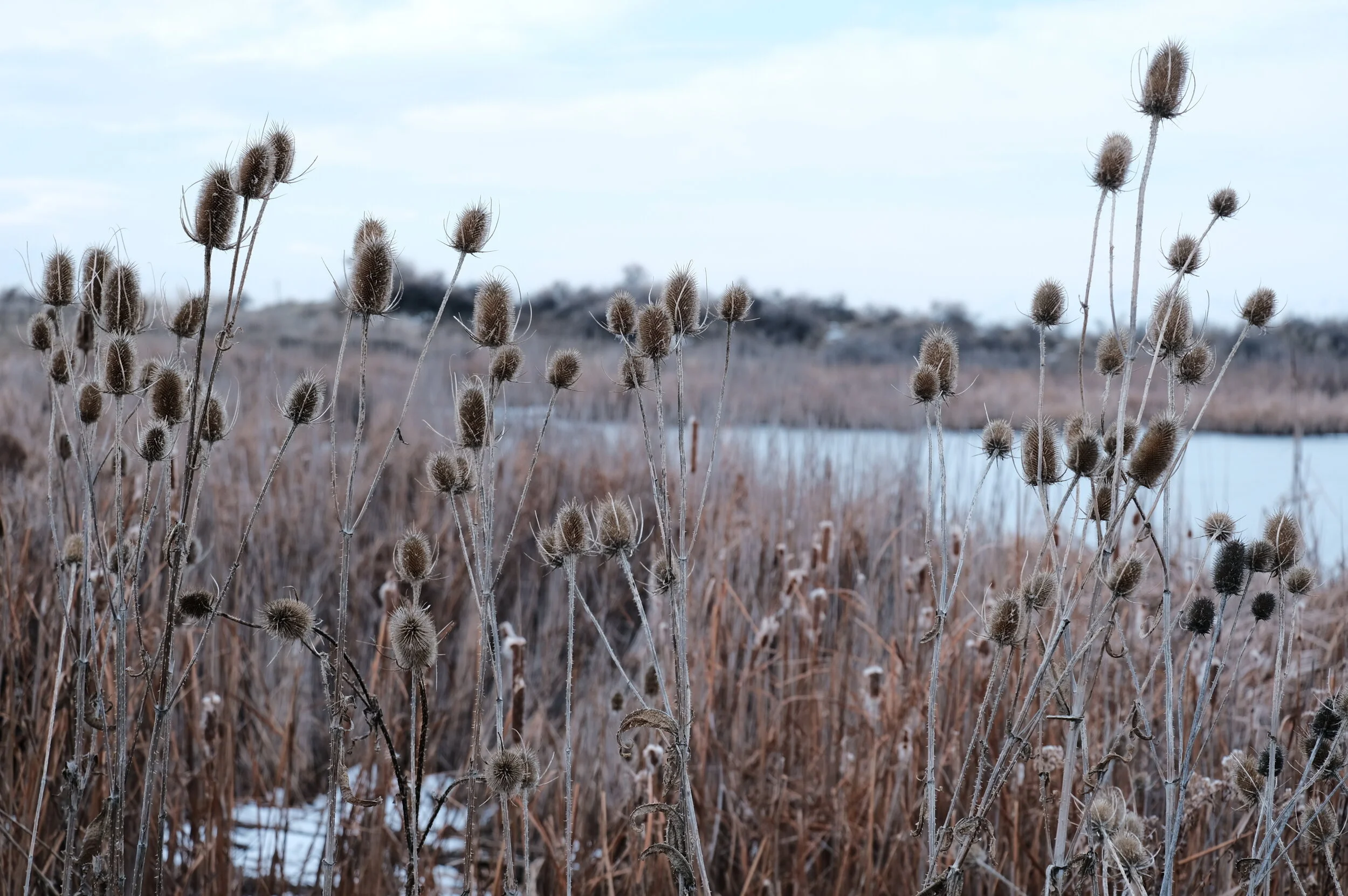 DSCF3968.JPG