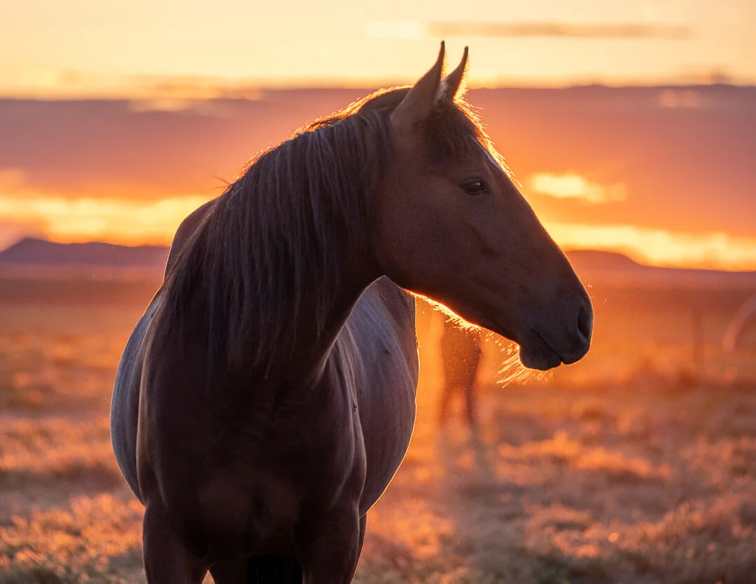 untitled-May 23, 2020-8.jpeg