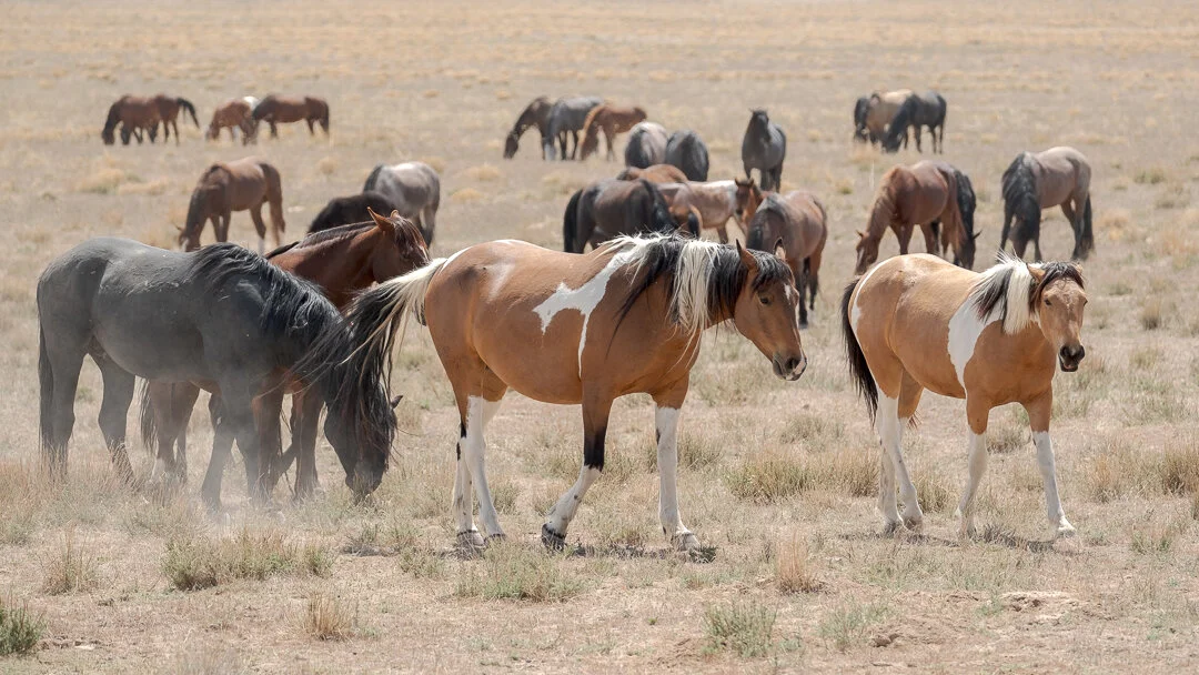 untitled-May 10, 2020-6.jpeg