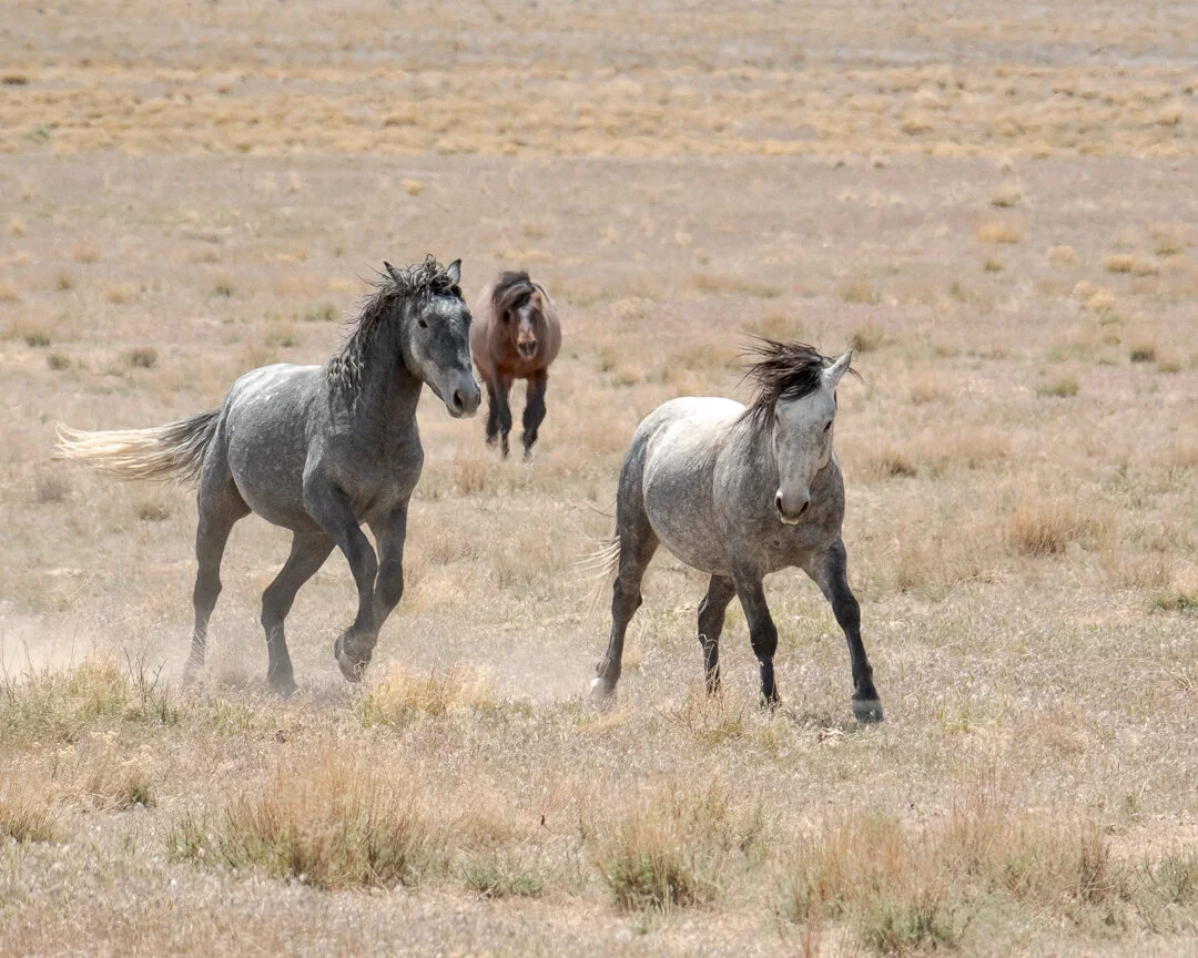 untitled-May 10, 2020-11.jpeg