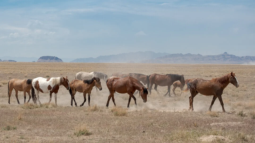 untitled-May 10, 2020-3.jpeg