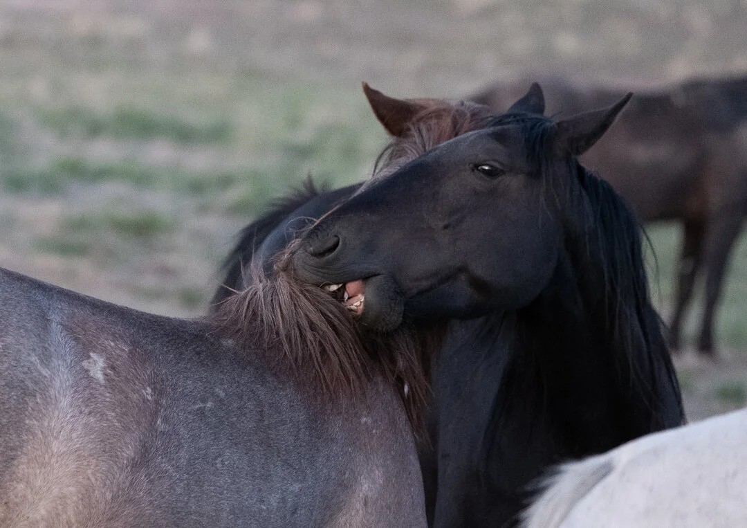 untitled-May 23, 2020-7.jpeg