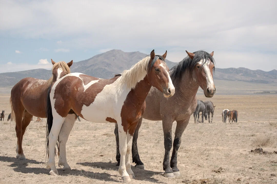 untitled-May 10, 2020-2.jpeg