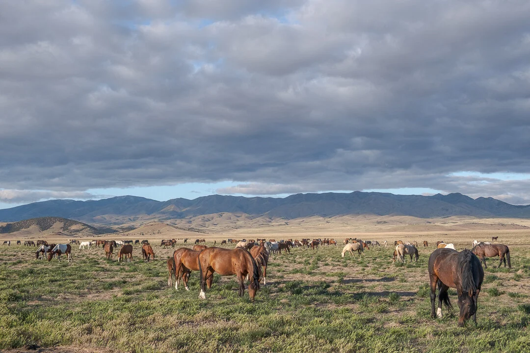 untitled-May 23, 2020-2.jpeg