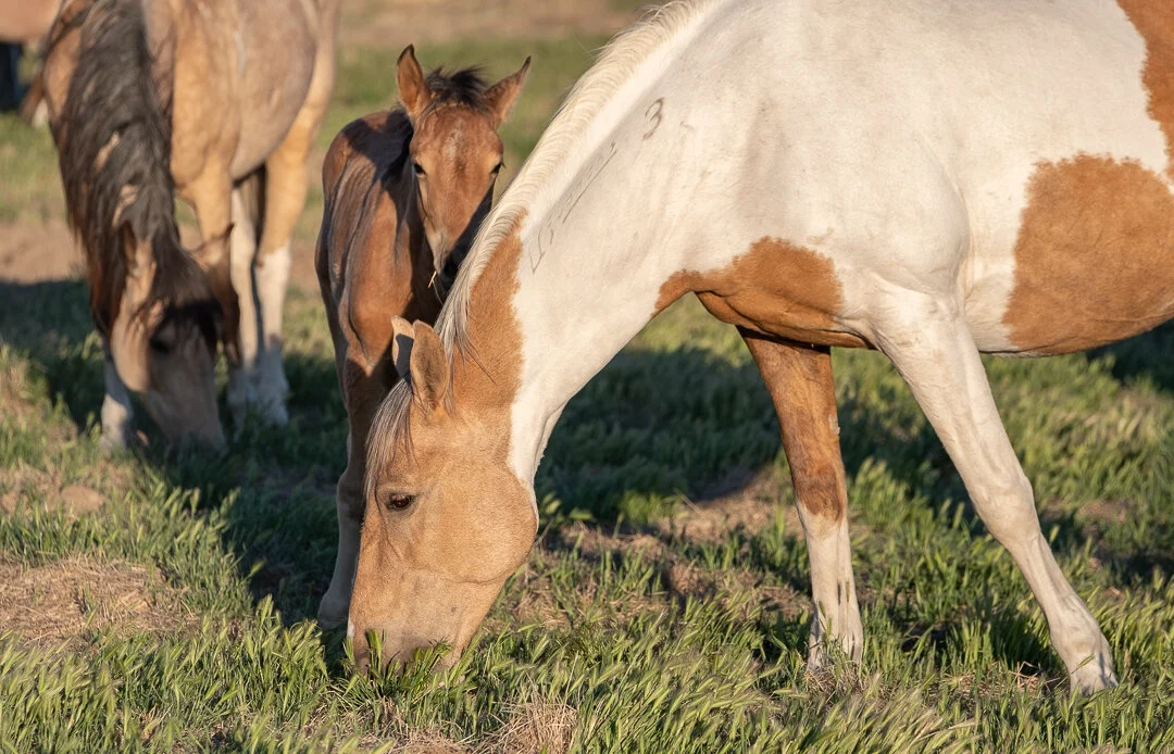 untitled-May 23, 2020-4.jpeg