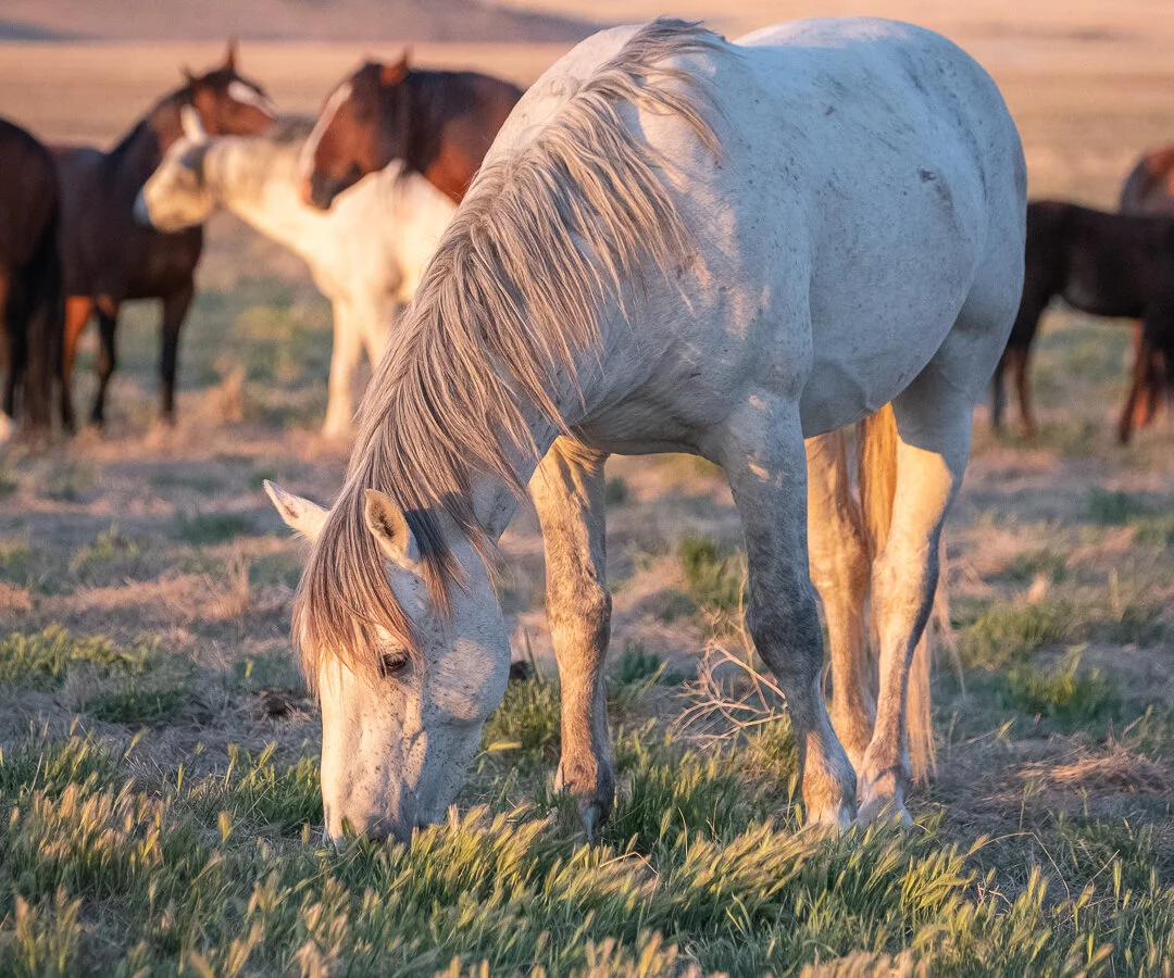 untitled-May 23, 2020-5.jpeg