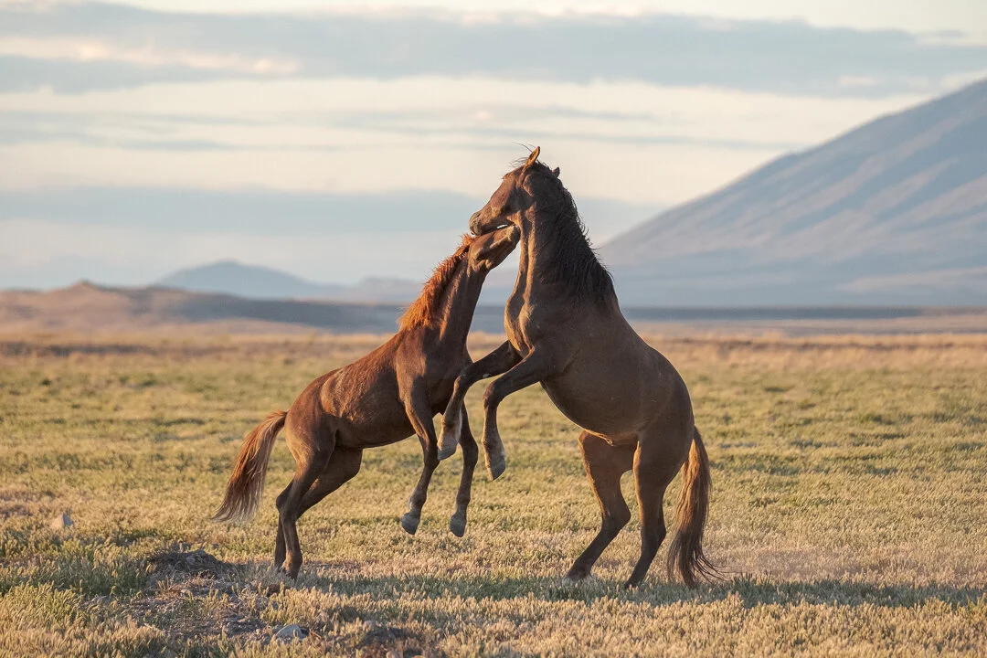 Onaqui Wild Horses