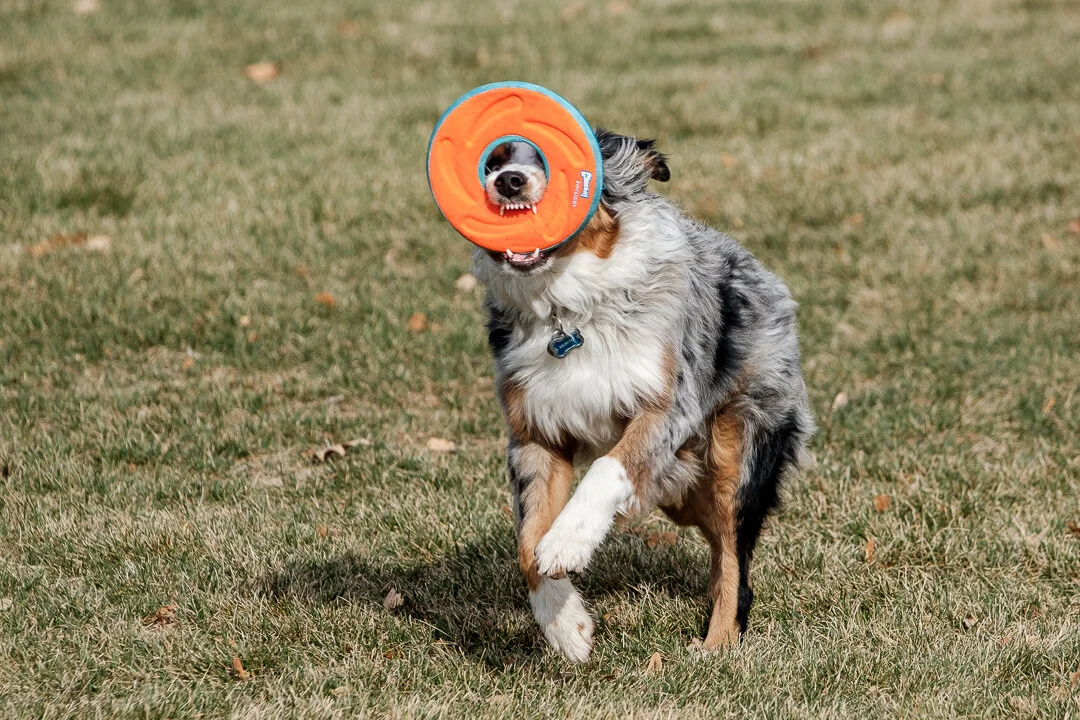 Murphy Frisbee 3.jpeg