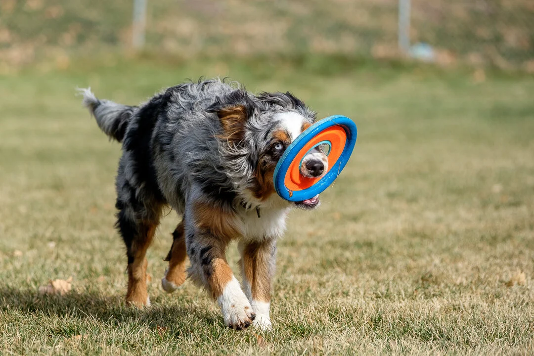 Murphy Frisbee.jpeg