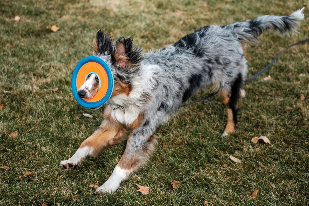 Murphy Frisbee 2.jpeg