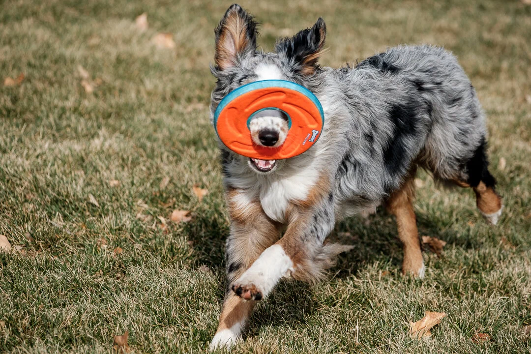 Murphy Frisbee 4.jpeg