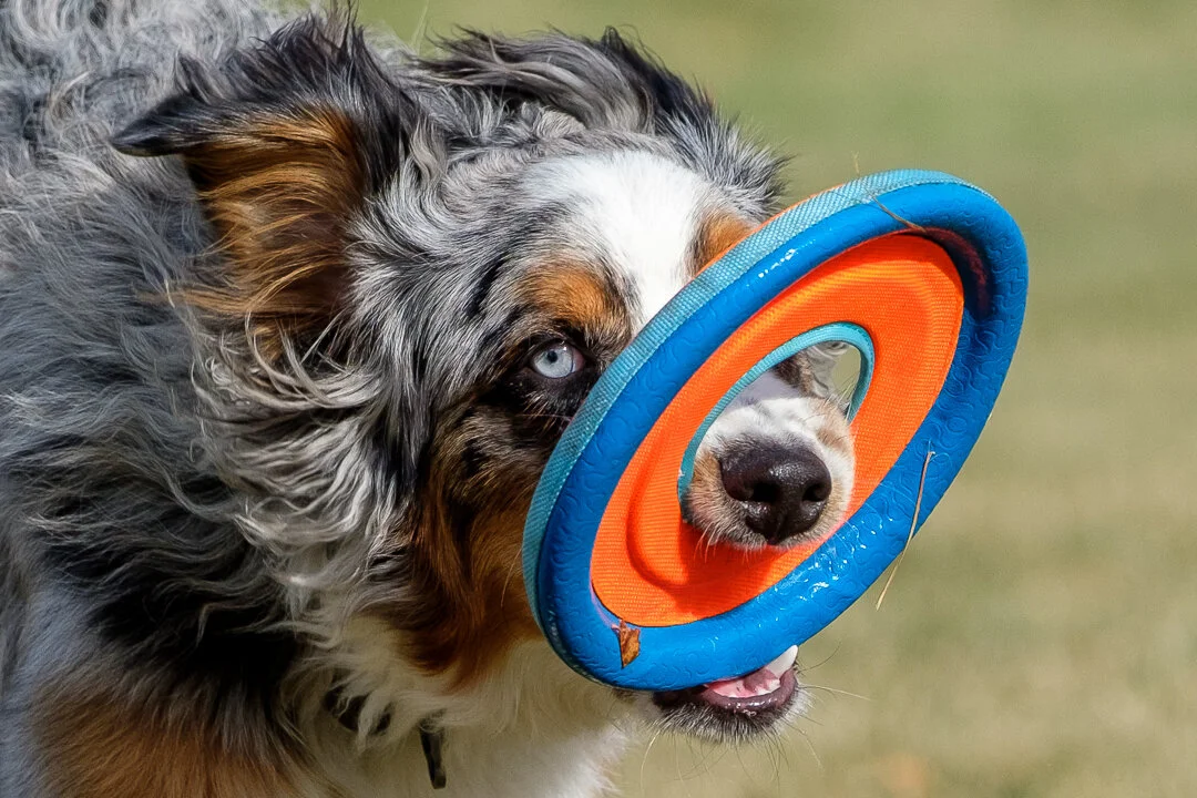 Murphy Frisbee 5.jpeg