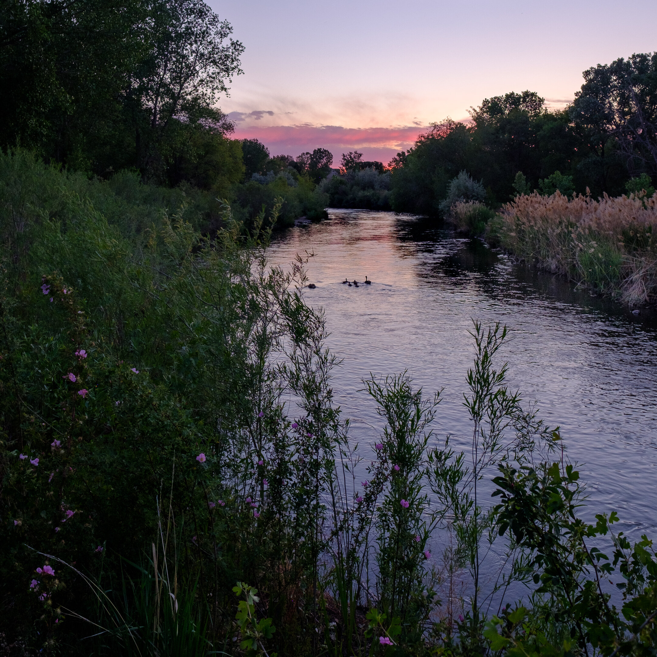 Jordan River Swimming into the Sunset