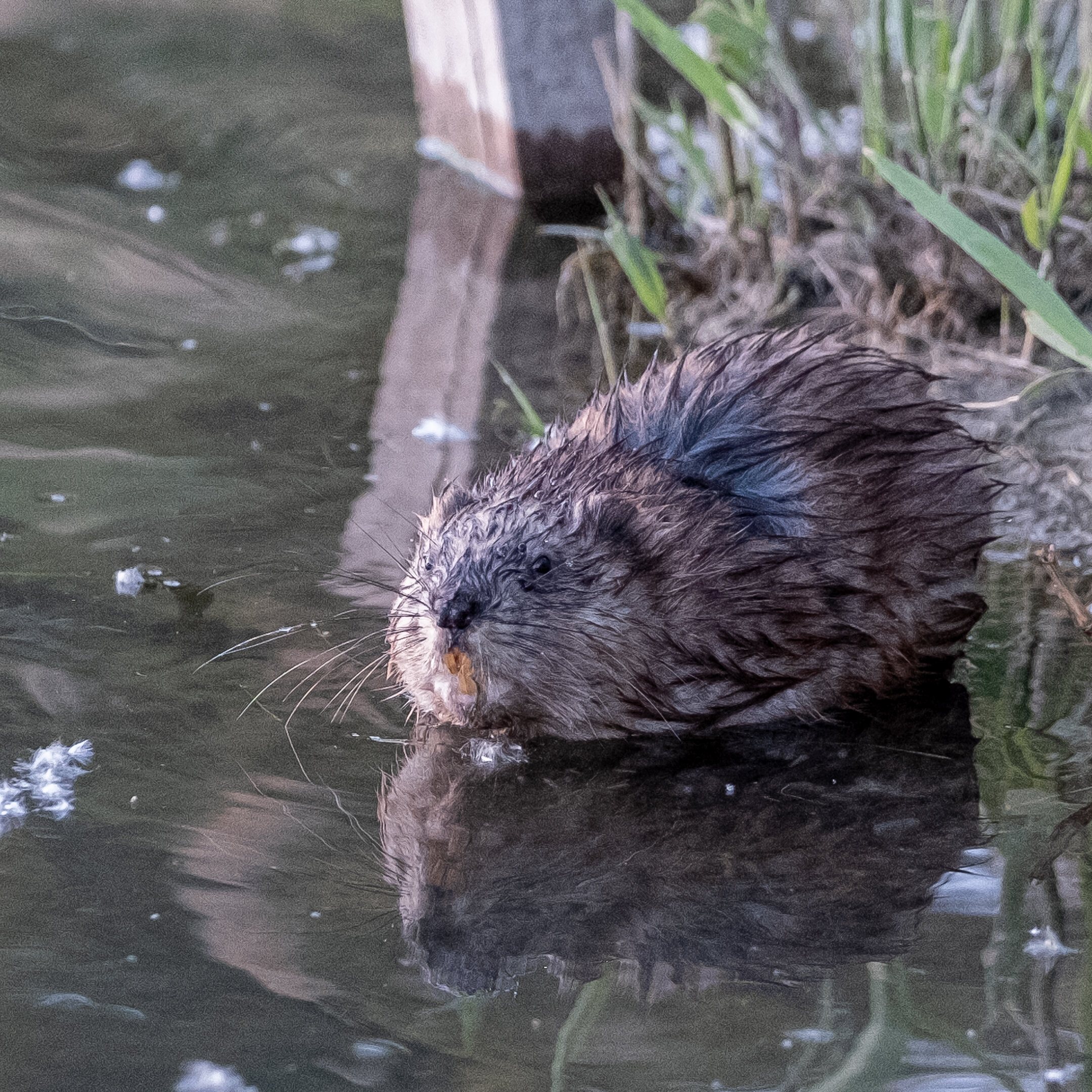 Little Beaver Yellow Tooth
