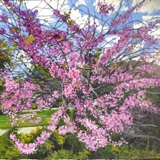 "Redbud Branching Out"