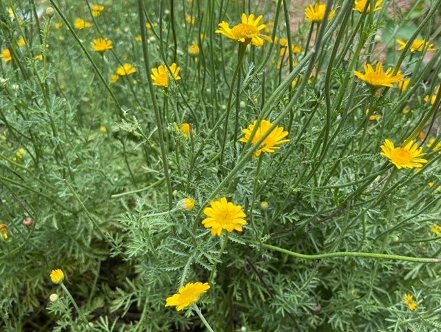 Dyers chamomile seeds
