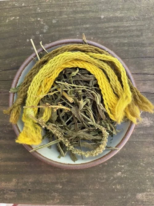 Weld flowers & leaves for dyeing