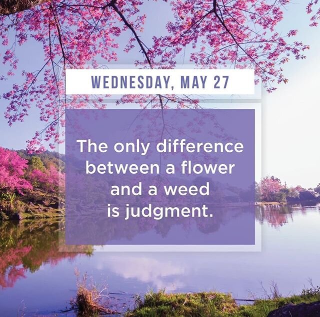 Wellness Wednesday ! 
Yes 🙌

Who else remembers when #dandilions were &lsquo;bad&rsquo; ? 🙋&zwj;♀️🌼🌸🌾☘️ #perspective #removejudgement #wellnesswednesday #healing #choosekindness #waynedyer