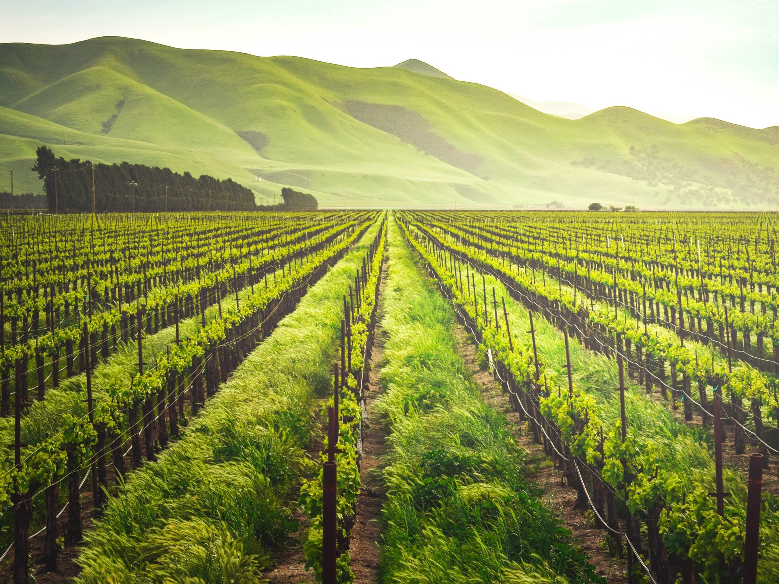 The Environmental Impact of Plant-Based Diets: Promoting Sustainability
