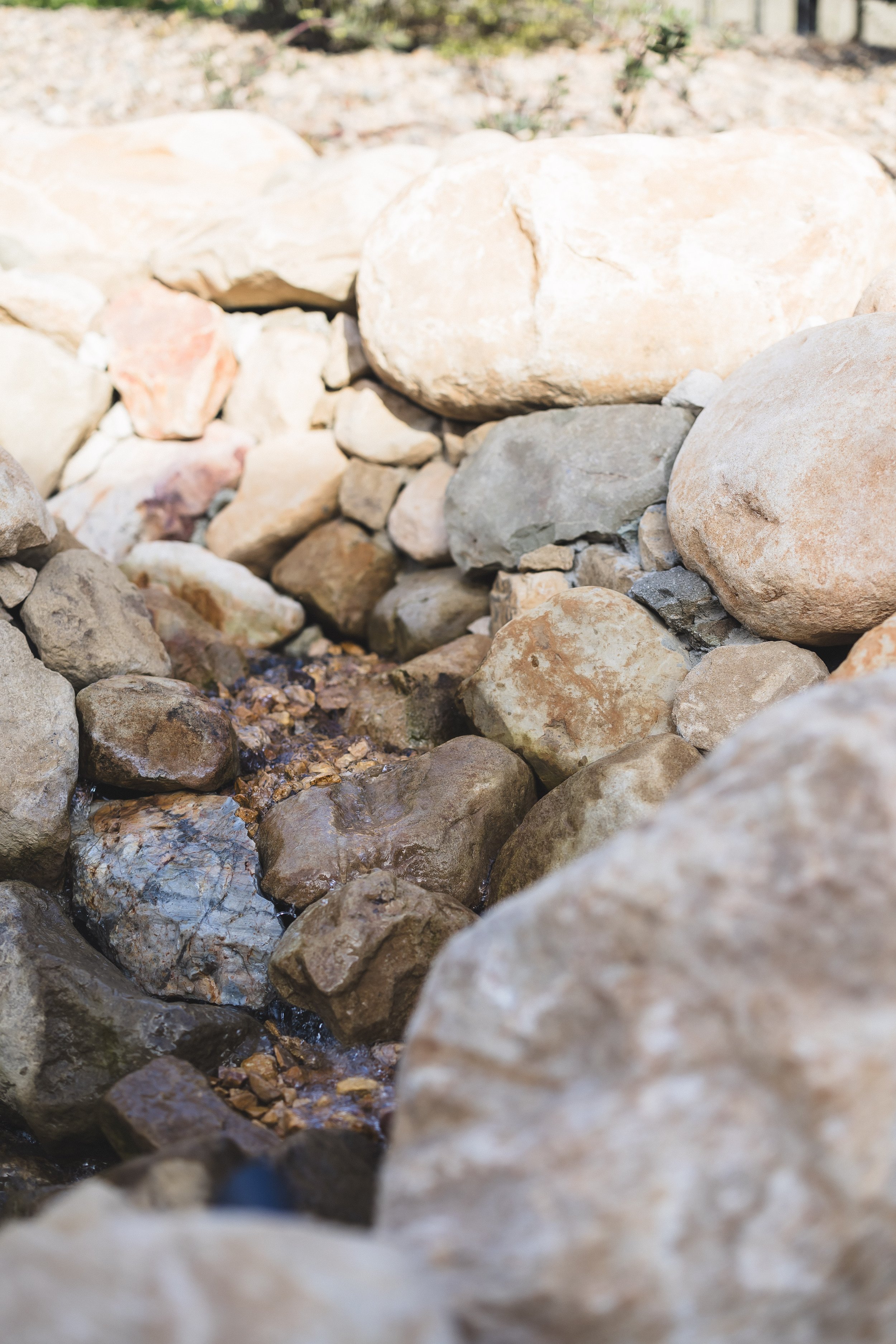 Contour on Azaelea_024.jpg