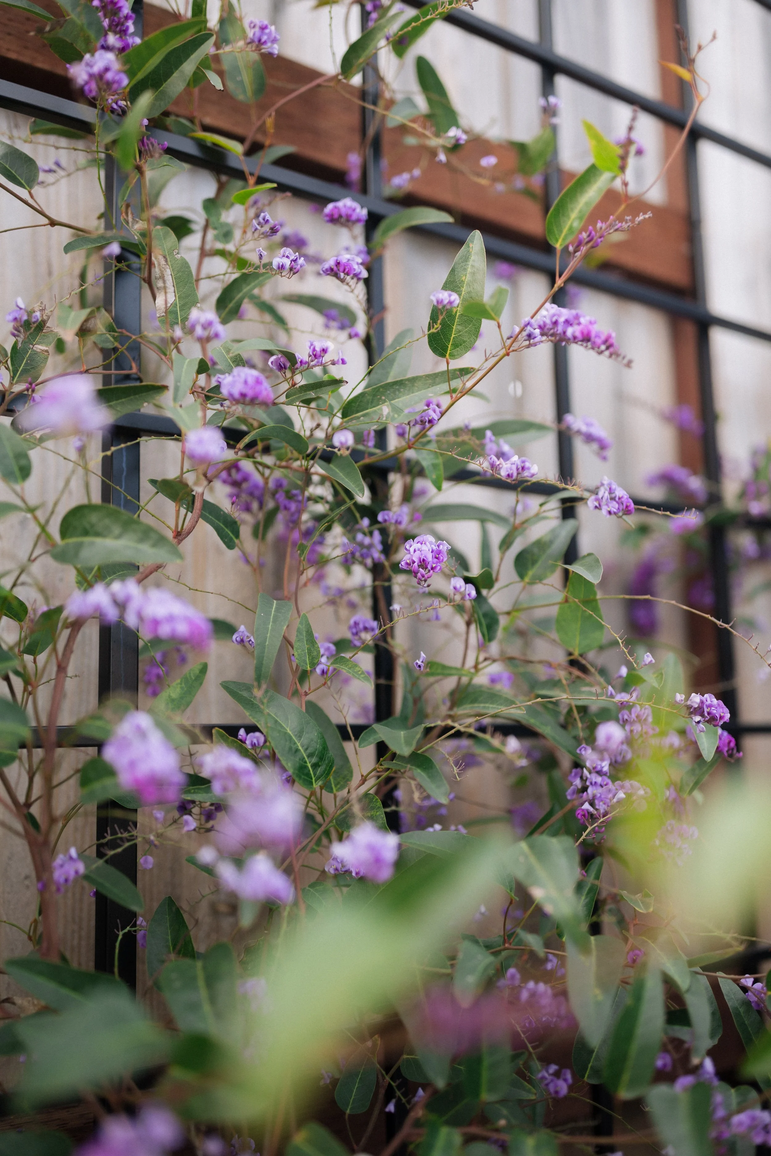 Contour on Azaelea_060.jpg